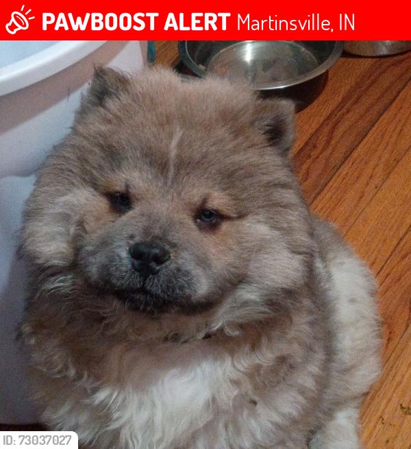 Lost Female Dog last seen trailer park, Martinsville, IN 46151