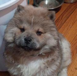 Lost Female Dog last seen trailer park, Martinsville, IN 46151