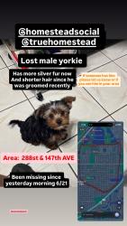 Lost Male Dog last seen 288st / 147 st hmstd florida, Homestead, FL 33033