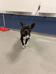 Shelter Stray Male Dog last seen Near BLOCK SW 6TH ST, 3599 NW 79th Ave, Doral, FL 33122, USA