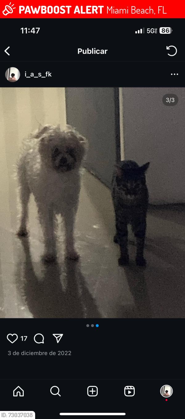 Lost Male Dog last seen Near Harding Avenue , Miami Beach, FL 33141