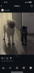 Lost Male Dog last seen Near Harding Avenue , Miami Beach, FL 33141
