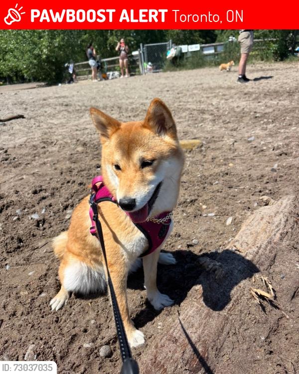 Lost Female Dog last seen Sherbourne , Toronto, ON 