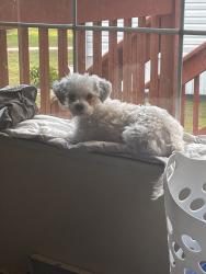 Reunited Female Dog last seen Kenny Ct, Edgewood, MD 21040, USA, Edgewood, MD 21040