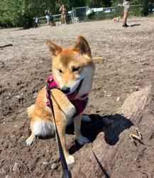 Lost Female Dog last seen Sherbourne , Toronto, ON 