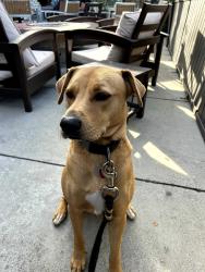 Lost Female Dog last seen Giant Shopping Center area, Centreville, VA 20121