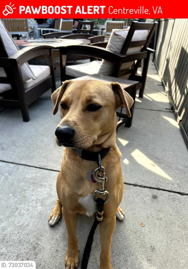 Lost Female Dog last seen Giant Shopping Center area, Centreville, VA 20121