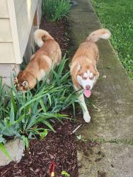 Found/Stray Unknown Dog last seen Gabriel Hill road, Columbia County, PA 17814