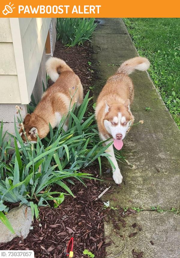 Found/Stray Unknown Dog last seen Gabriel Hill road, Columbia County, PA 17814