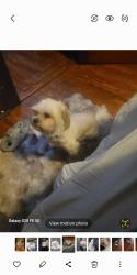Lost Female Dog last seen LEON DAY PARK, Baltimore, MD 21216