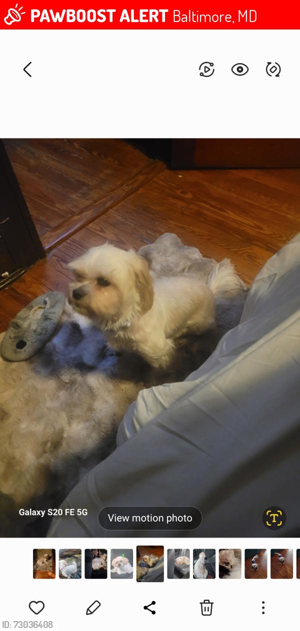 Lost Female Dog last seen LEON DAY PARK, Baltimore, MD 21216