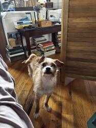 Reunited Female Dog last seen Ruth st and Orleans st, Philadelphia, PA 19134