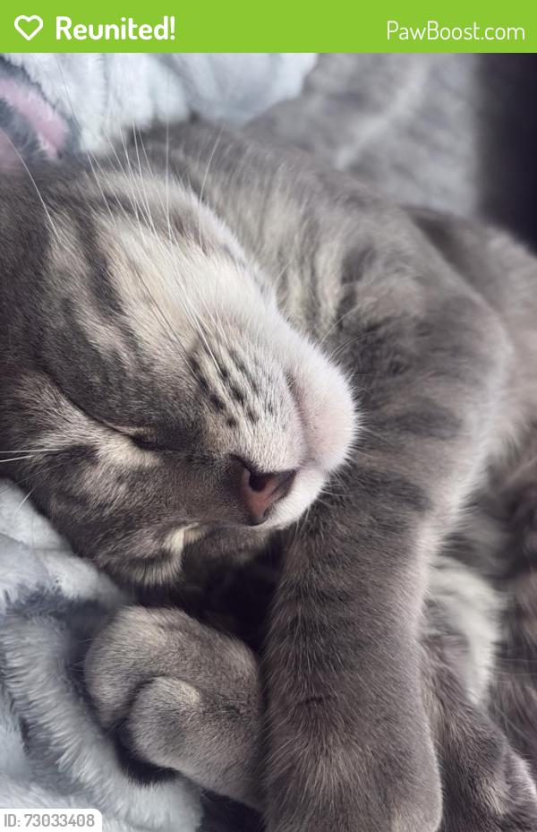 Reunited Male Cat last seen Pleasant , DeKalb, IL 60115