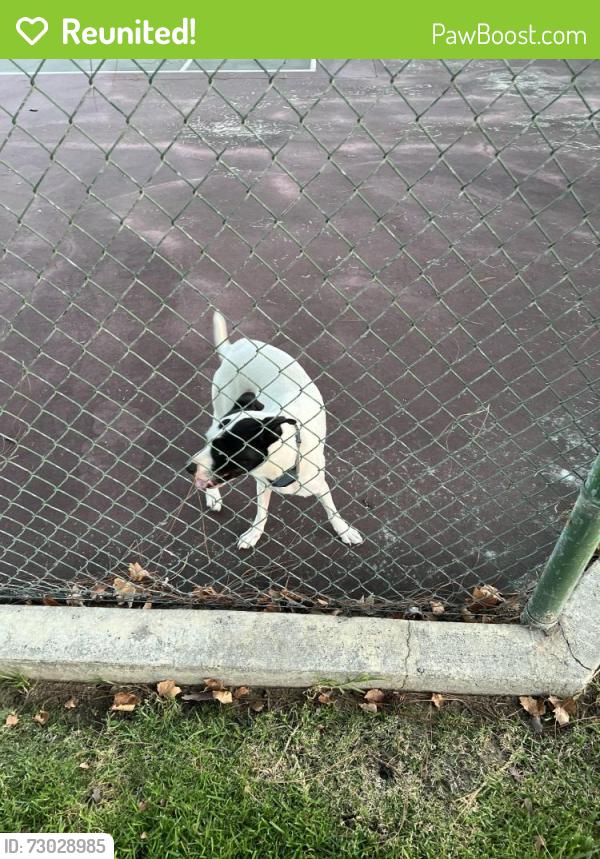 Reunited Female Dog last seen Meadowwood village tennis courts, Rancho Cucamonga, CA 91730