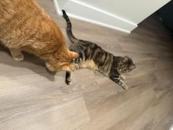 Reunited Male Cat last seen York street Philadelphia, PA, Philadelphia, PA 19125