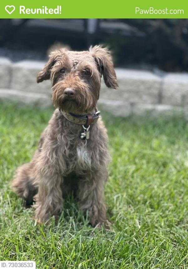 Reunited Female Dog last seen Near scott cres flossmoor, il 60422, Flossmoor, IL 60422