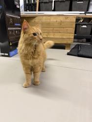 Found/Stray Unknown Cat last seen 6th Concession / Rolling Meadows Road. Uxbridge, Uxbridge, ON 