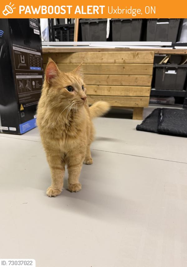 Found/Stray Unknown Cat last seen 6th Concession / Rolling Meadows Road. Uxbridge, Uxbridge, ON 