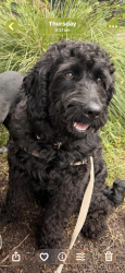 Lost Male Dog last seen George Ave, Bulli, NSW 2516