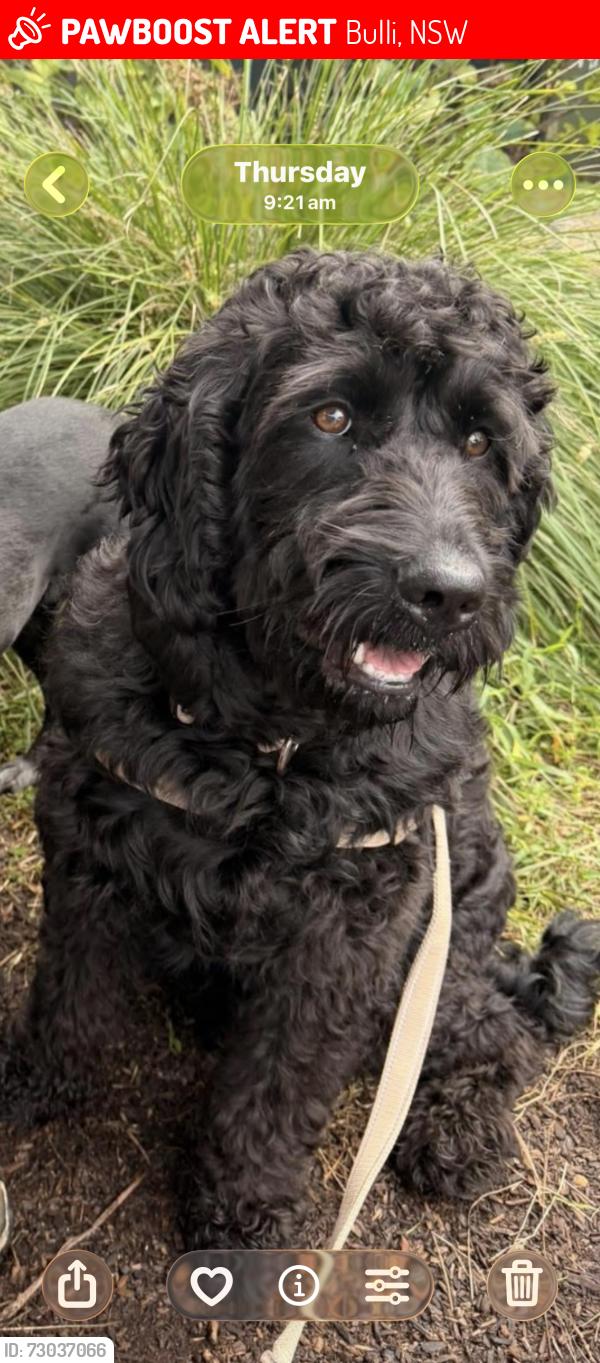 Lost Male Dog last seen George Ave, Bulli, NSW 2516