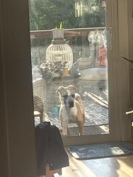 Found/Stray Male Dog last seen Briarcliffe west Elgin sc, Elgin, SC 29045