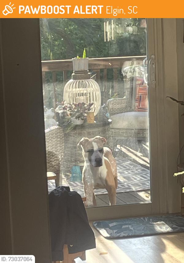 Found/Stray Male Dog last seen Briarcliffe west Elgin sc, Elgin, SC 29045