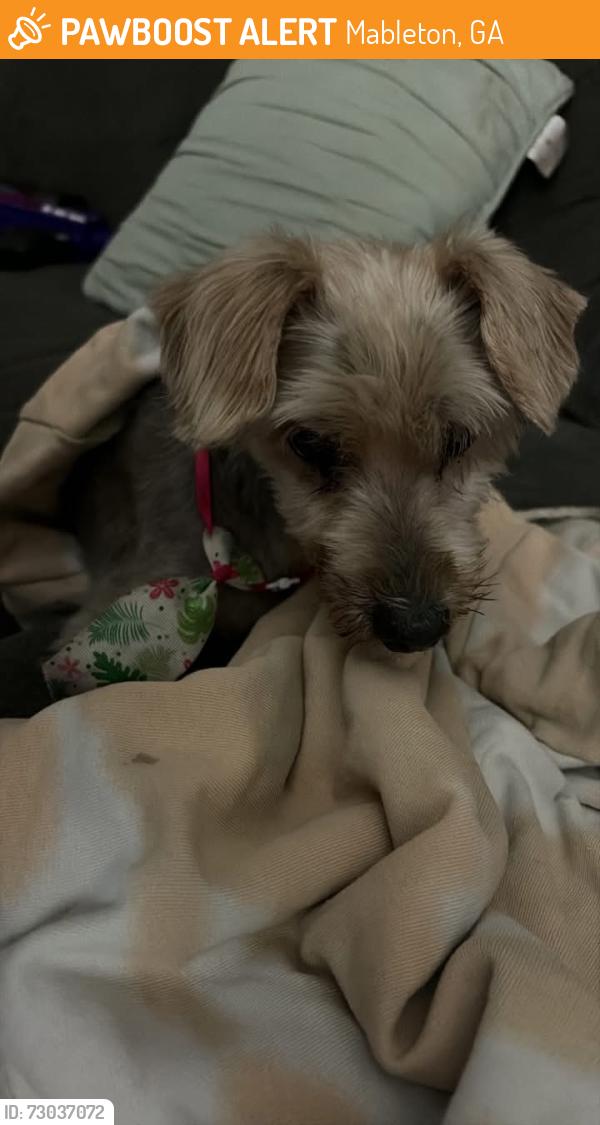 Found/Stray Male Dog last seen Veterans Memorial mableton ga , Mableton, GA 30126