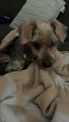 Found/Stray Male Dog last seen Veterans Memorial mableton ga , Mableton, GA 30126