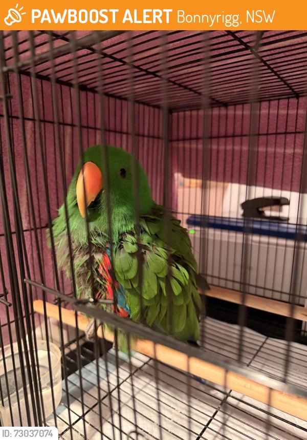 Found/Stray Male Bird last seen Nicholas close, Bonnyrigg, NSW 2177