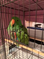 Found/Stray Male Bird last seen Nicholas close, Bonnyrigg, NSW 2177