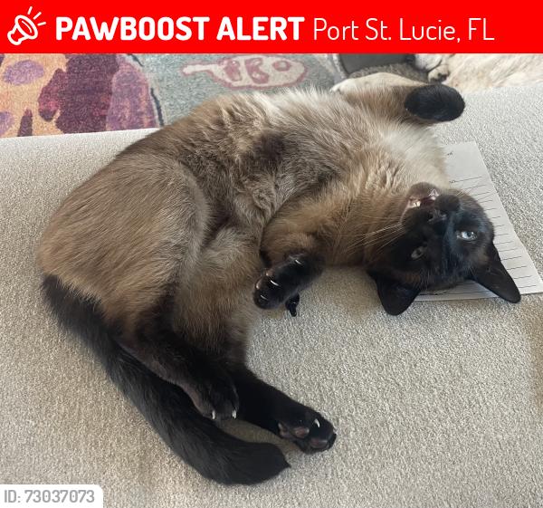 Lost Male Cat last seen Darwin and Paar, Port St. Lucie, FL 34953