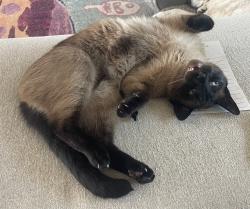 Lost Male Cat last seen Darwin and Paar, Port St. Lucie, FL 34953