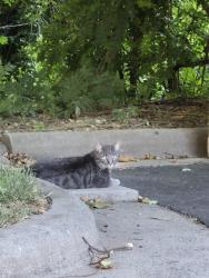 Found/Stray Unknown Cat last seen Hawk Ridge apmts, Winston-Salem, NC 27103