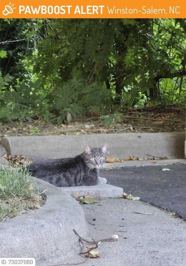 Found/Stray Unknown Cat last seen Hawk Ridge apmts, Winston-Salem, NC 27103