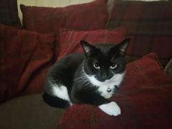 Reunited Female Cat last seen Pendeford Avenue, West Midlands, England WV6 9DW