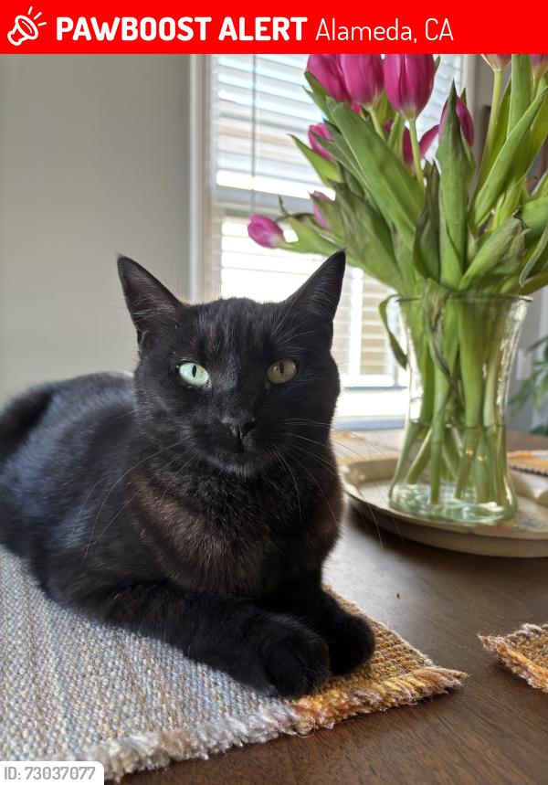 Lost Female Cat last seen Gibbons Drive, Windsor Drive, Alameda, CA 94501