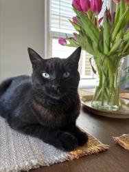 Lost Female Cat last seen Gibbons Drive, Windsor Drive, Alameda, CA 94501