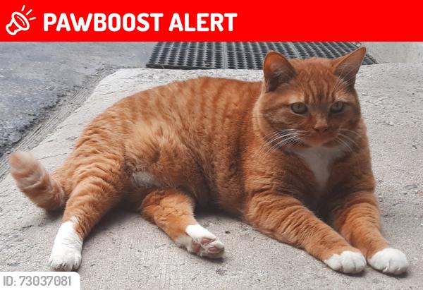 Lost Male Cat last seen Near Pioneer Trail and Wildwood, South Lake Tahoe, CA 96150