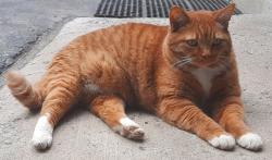 Lost Male Cat last seen Near Pioneer Trail and Wildwood, South Lake Tahoe, CA 96150