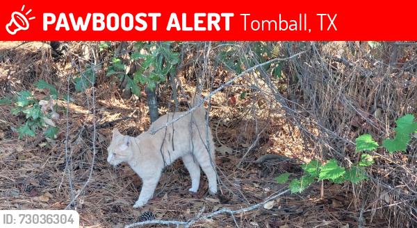 Lost Male Cat last seen Near park rd  77377, Tomball, TX 77377