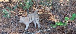 Lost Male Cat last seen Near park rd  77377, Tomball, TX 77377