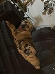 Reunited Female Dog last seen Near highway 212, Covington, GA 30016