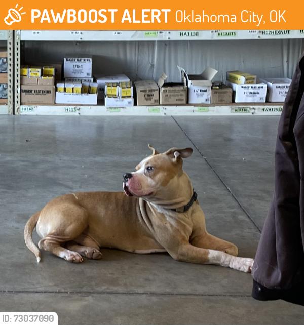 Found/Stray Male Dog last seen 80th St. and Rockwell, Oklahoma City, OK 73132