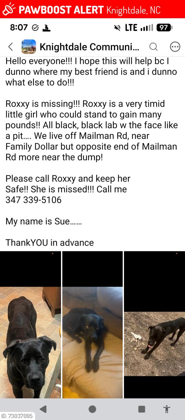 Lost Female Dog last seen Mailman road, Knightdale, NC 27545