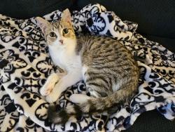Reunited Female Cat last seen Oakwood St, Grand Ledge, MI 48837, USA, Grand Ledge, MI 48837