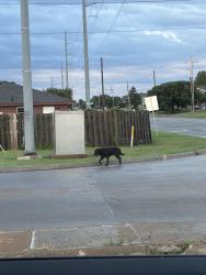 Found/Stray Unknown Dog last seen Casey’s on 52/ Rogers lane, Lawton, OK 73507