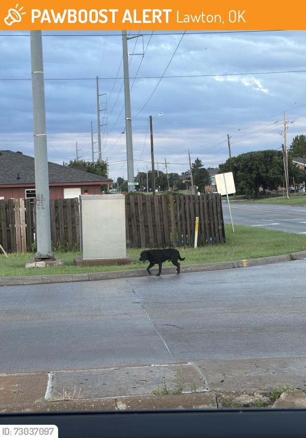 Found/Stray Unknown Dog last seen Casey’s on 52/ Rogers lane, Lawton, OK 73507
