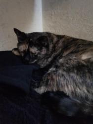 Found/Stray Unknown Cat last seen Overland and Curtis, Boise, ID 83704