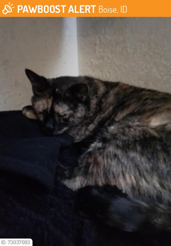 Found/Stray Unknown Cat last seen Overland and Curtis, Boise, ID 83704