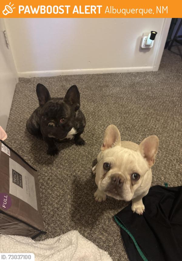 Found/Stray Unknown Dog last seen by john addams the school, Albuquerque, NM 87120